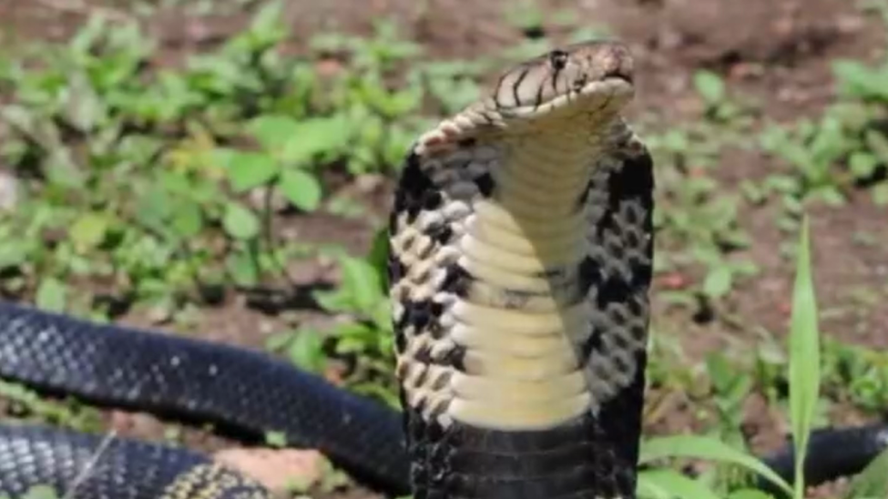 WBAP Morning News: An Update On The Cobra