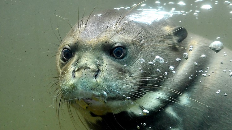 Chris Krok Show: When Giant Otters Attack
