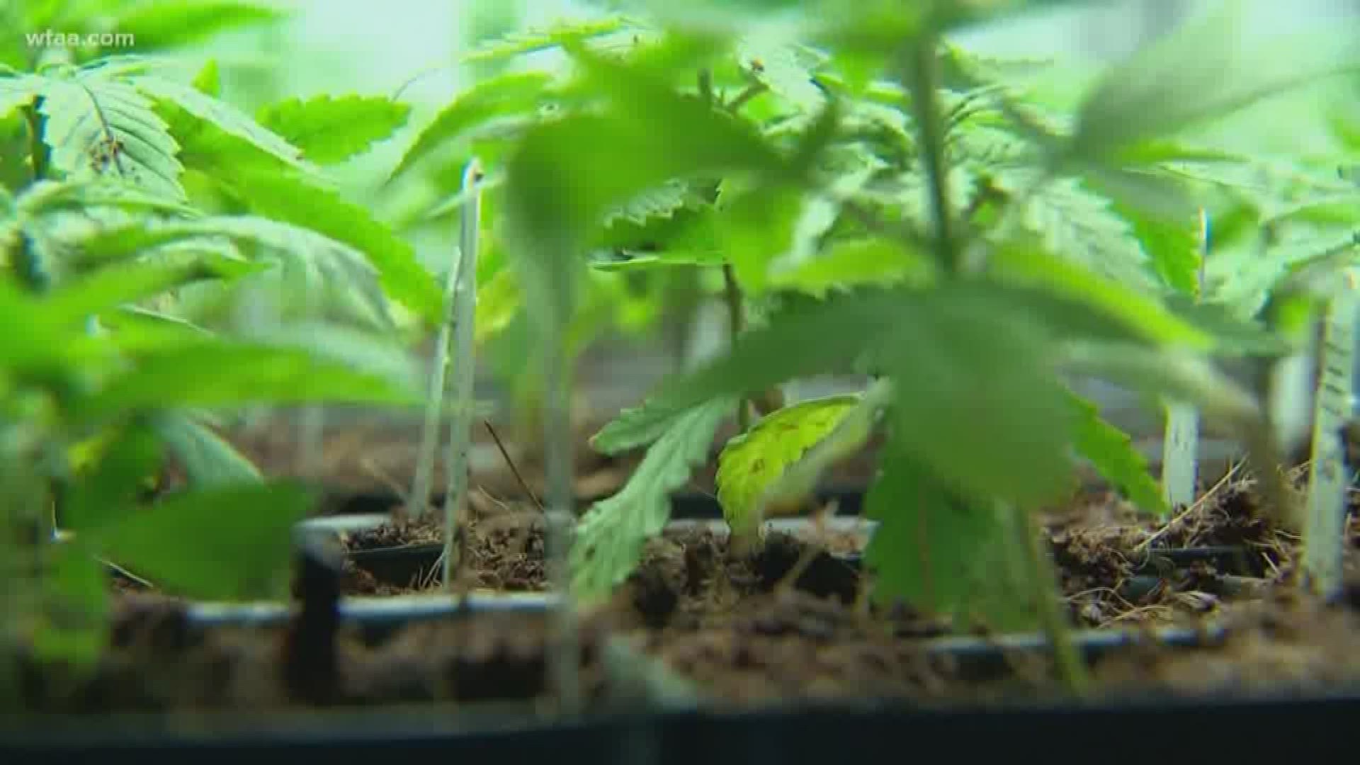 WBAP Morning News: Because I Got High