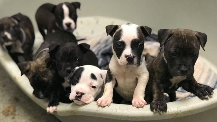 Dallas Animal Services Urging Pet Adoptions/Fostering as Capacity Reaches ‘Crisis’ Levels