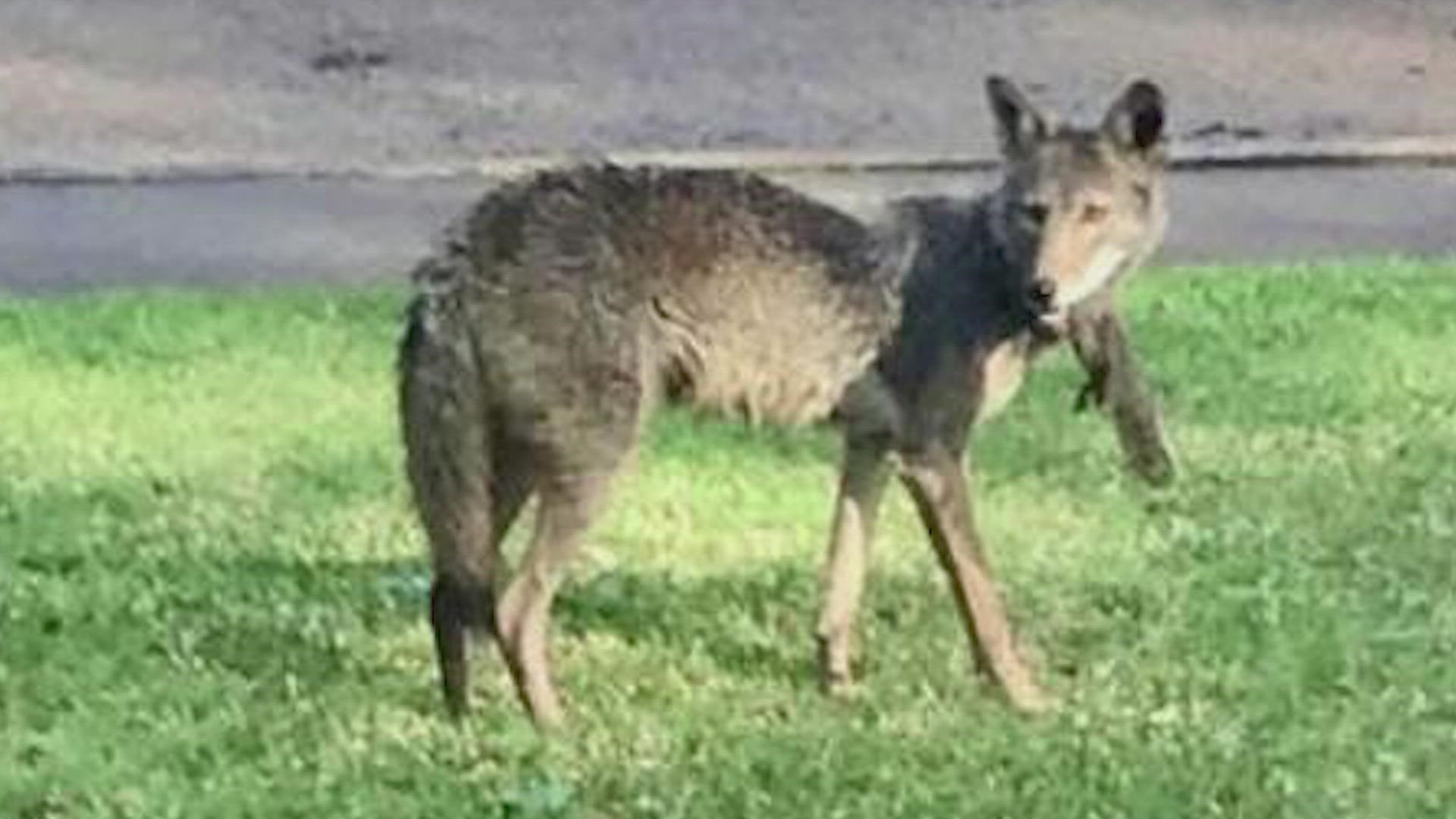 Coyote shot in Lake Highlands area may be same animal that attacked a toddler
