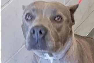 Dallas Police: Information Needed About Person Who Abandoned Pitbull