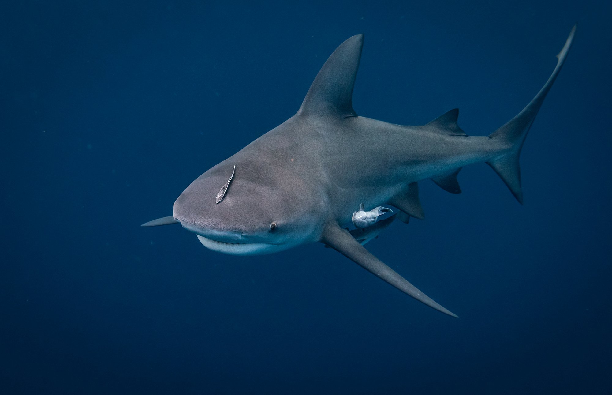 North Texas Woman Attacked By Shark.