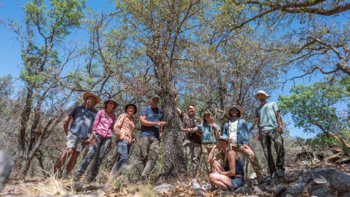 Living Tree Thought To Be Extinct Found In Texas