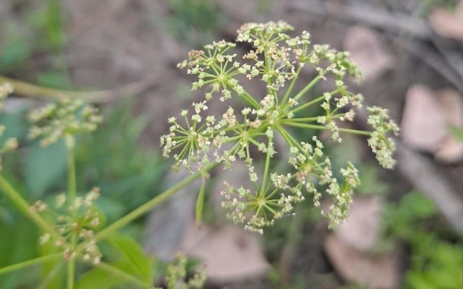 Dallas Park Officials Warn of Poisonous Plant Found Growing Around White Rock Lake