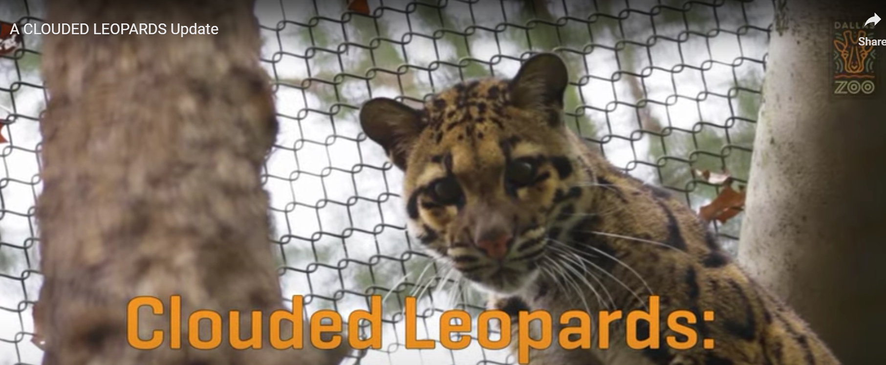 Missing Leopard Shuts Down Dallas Zoo, Crews and Dallas PD Searching for the Animal