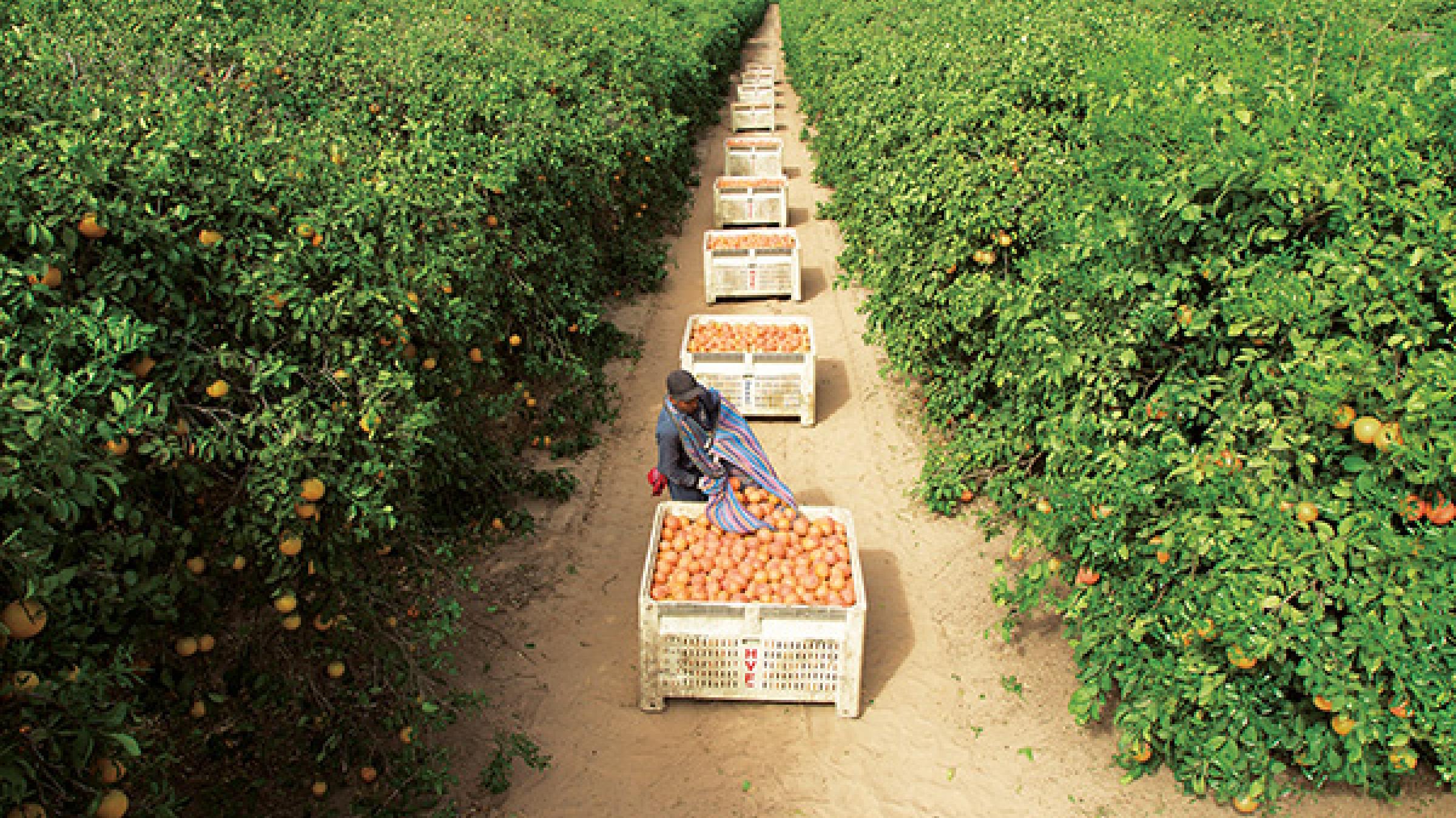 Texas Citrus Industry Dying; Leaders Call on Congress to Take Action Now.