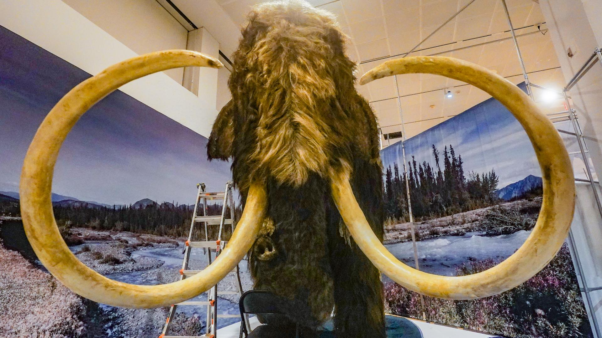 Dallas Company Raises $200M to Bring Back Woolly Mammoths