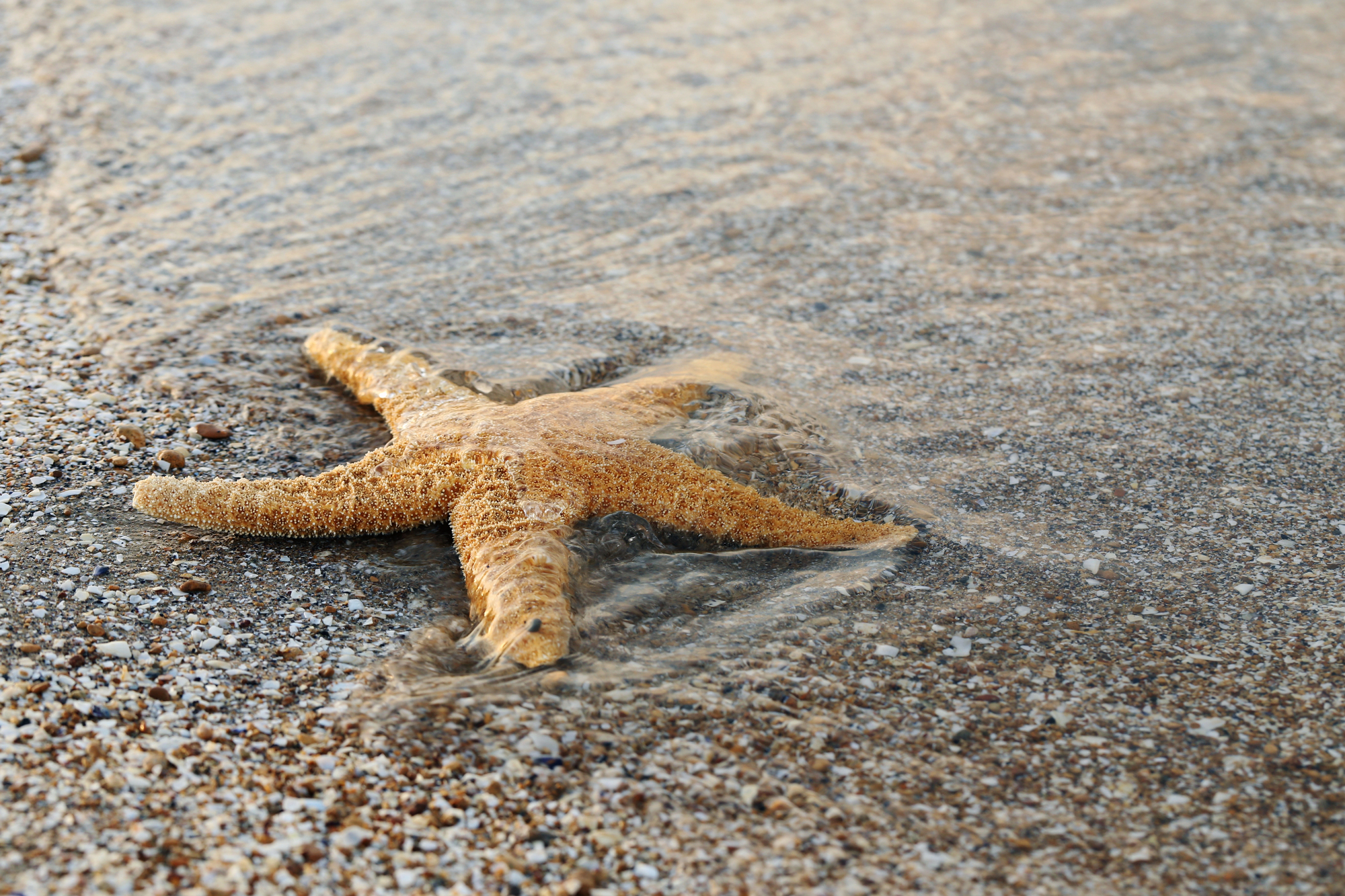 Scientists Say They Have Solved The Mystery Of What Killed More Than 5 Billion Sea Stars