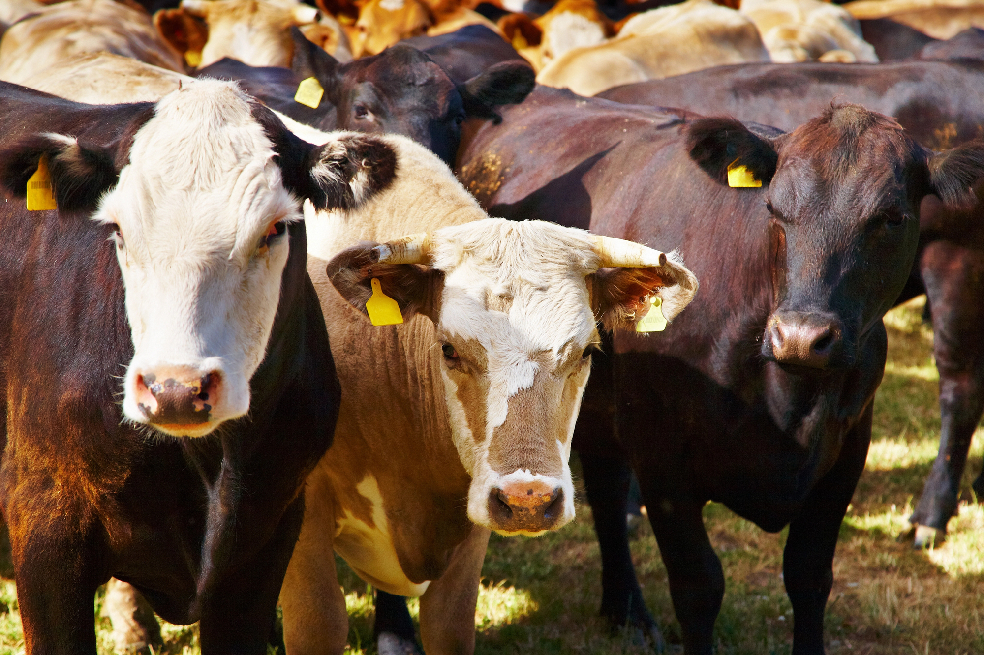 A Dangerous Livestock Parasite is Creeping Closer to the US