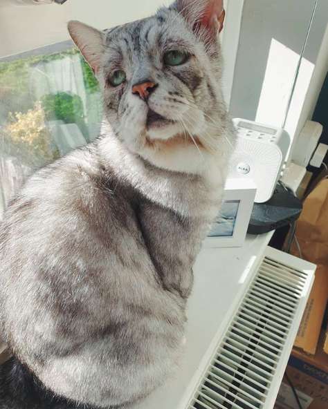 Everyone’s Falling In Love With The Saddest-Looking Cat!