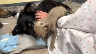 WATCH: Dog Care For Cheetah Cub