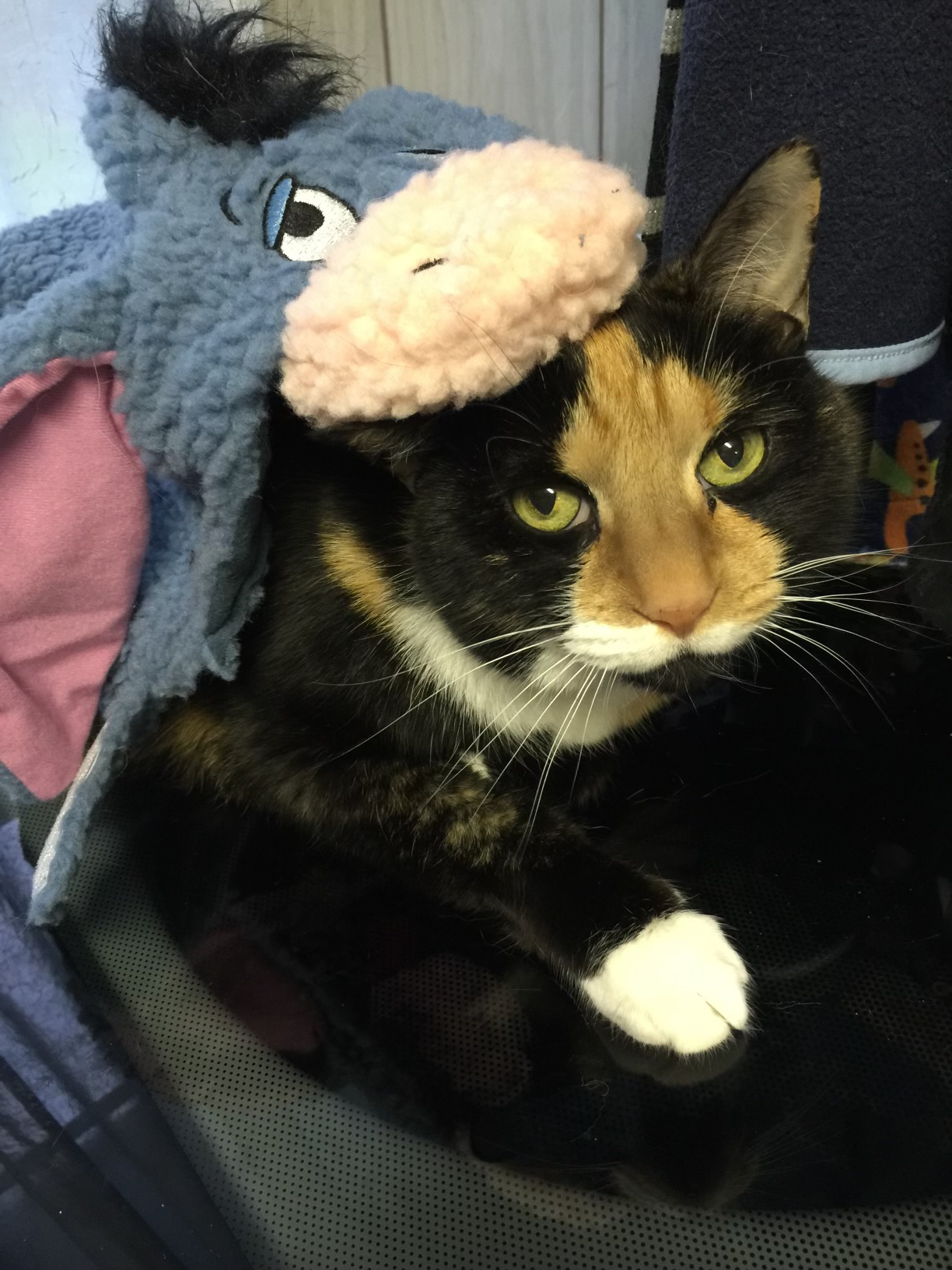 Is Your Dog or Cat The Cutest Pet In Shreveport? Show Off Your Pet In Their Halloween Costume And Win A $250 Amazon Shopping Spree