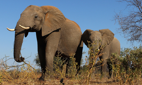 President Trump Places Elephant Trophy Ban Reversal On Hold