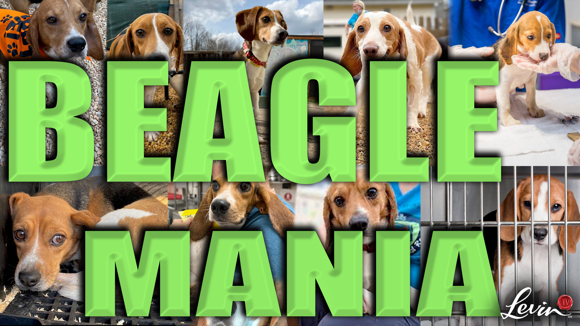 It’s Beagle-Mania!