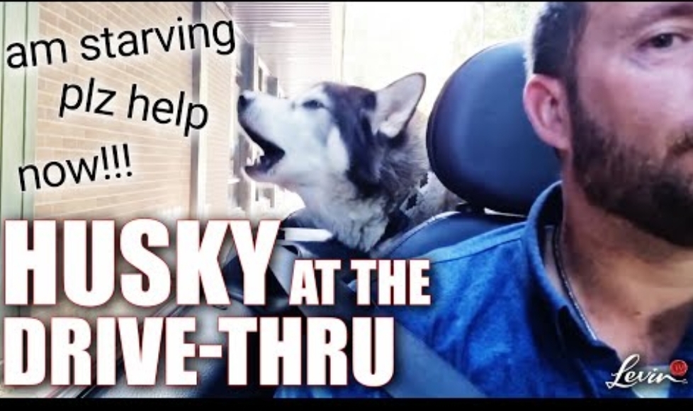 Bossy Talking Husky at the Drive-Thru