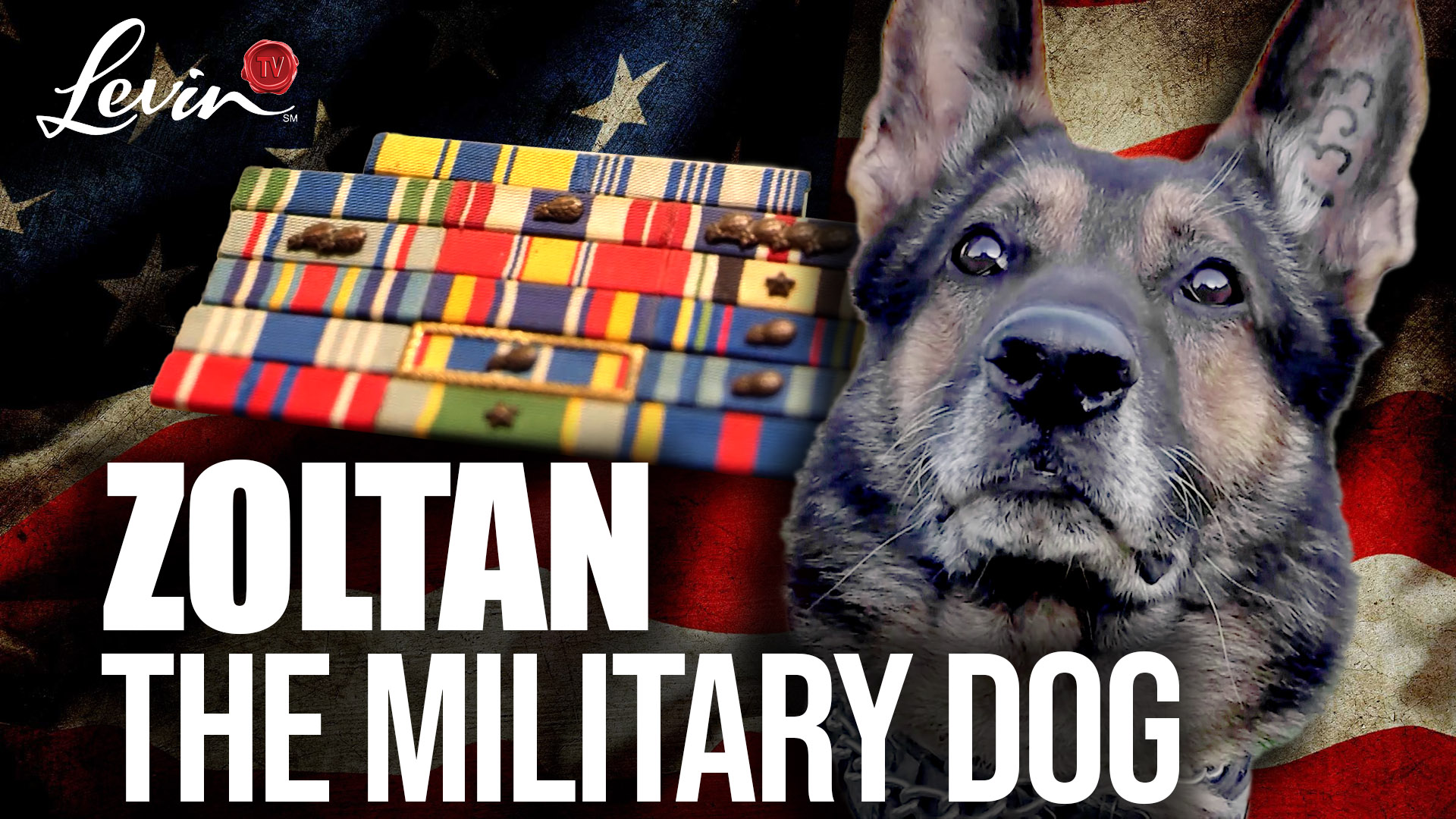 Don’t Forget About Our Military Canines on Veterans Day