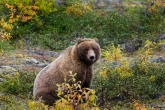 Yellowstone tourists are getting too close to the Bears