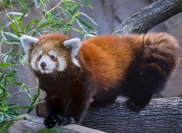 Zoo Boise welcomes Red Pandas