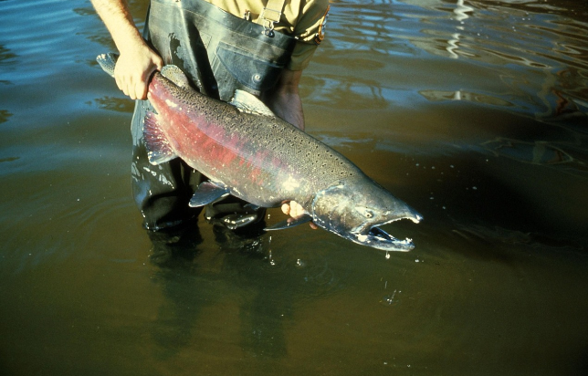 Idaho Fish and Game set to Release Chinook Salmon into Boise River