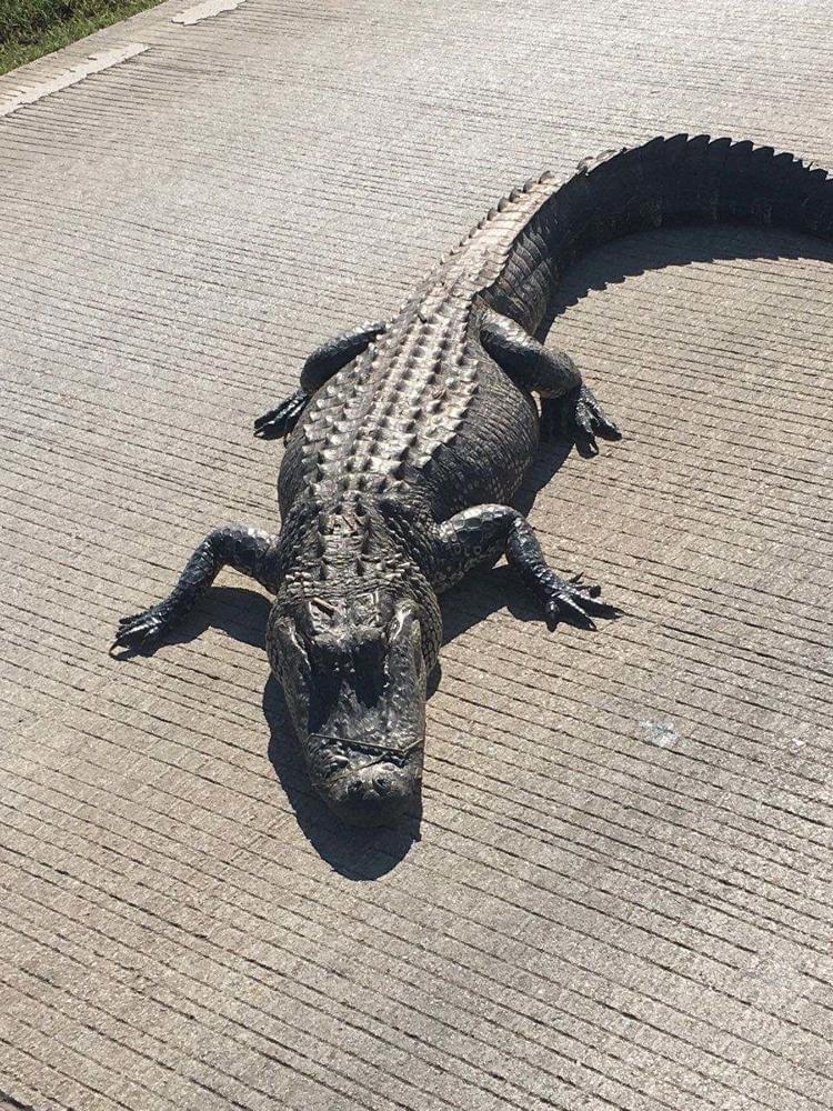 This Alligator Was Walking Around In Bossier Today!