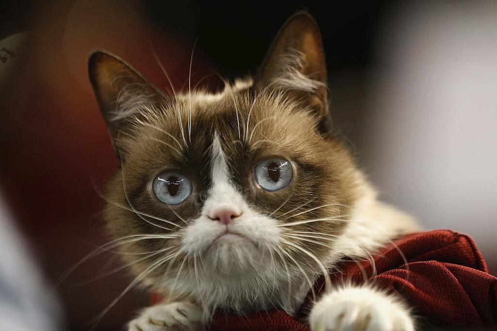 What You DIDN’T Know About Grumpy Cat!