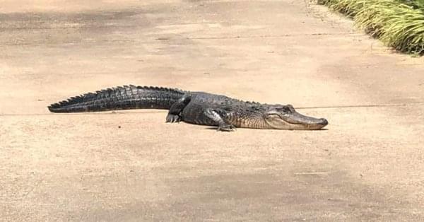 Louisiana Woman Finds 6-Foot Alligator Under Her Car