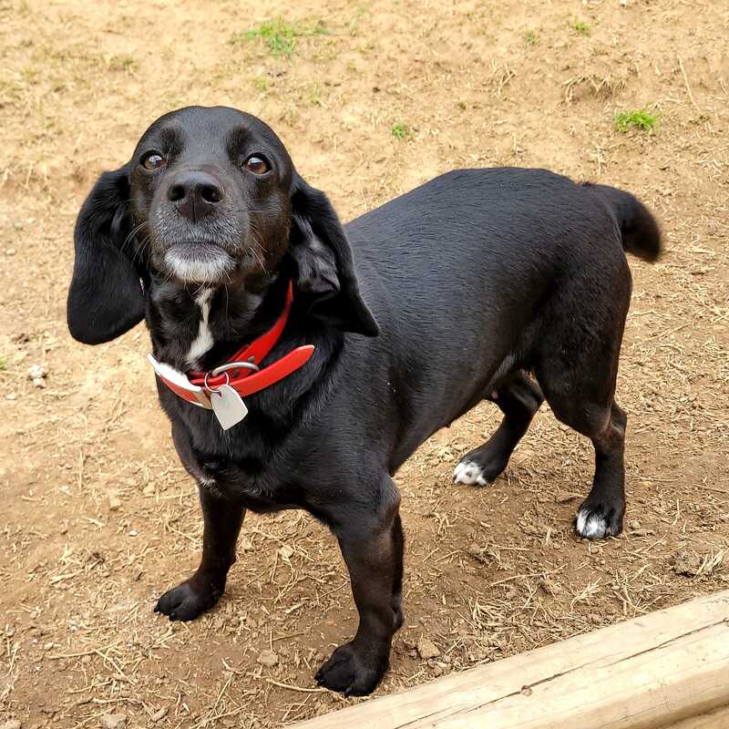 Ready for a loving new family member?