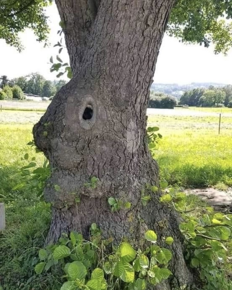 Unique Trees!
