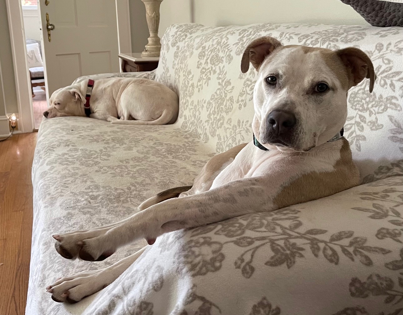 The Type of Dog Each State Has Been Googling the Most