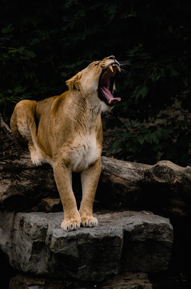 Well, If your Lion runs away you have to carry it back home…