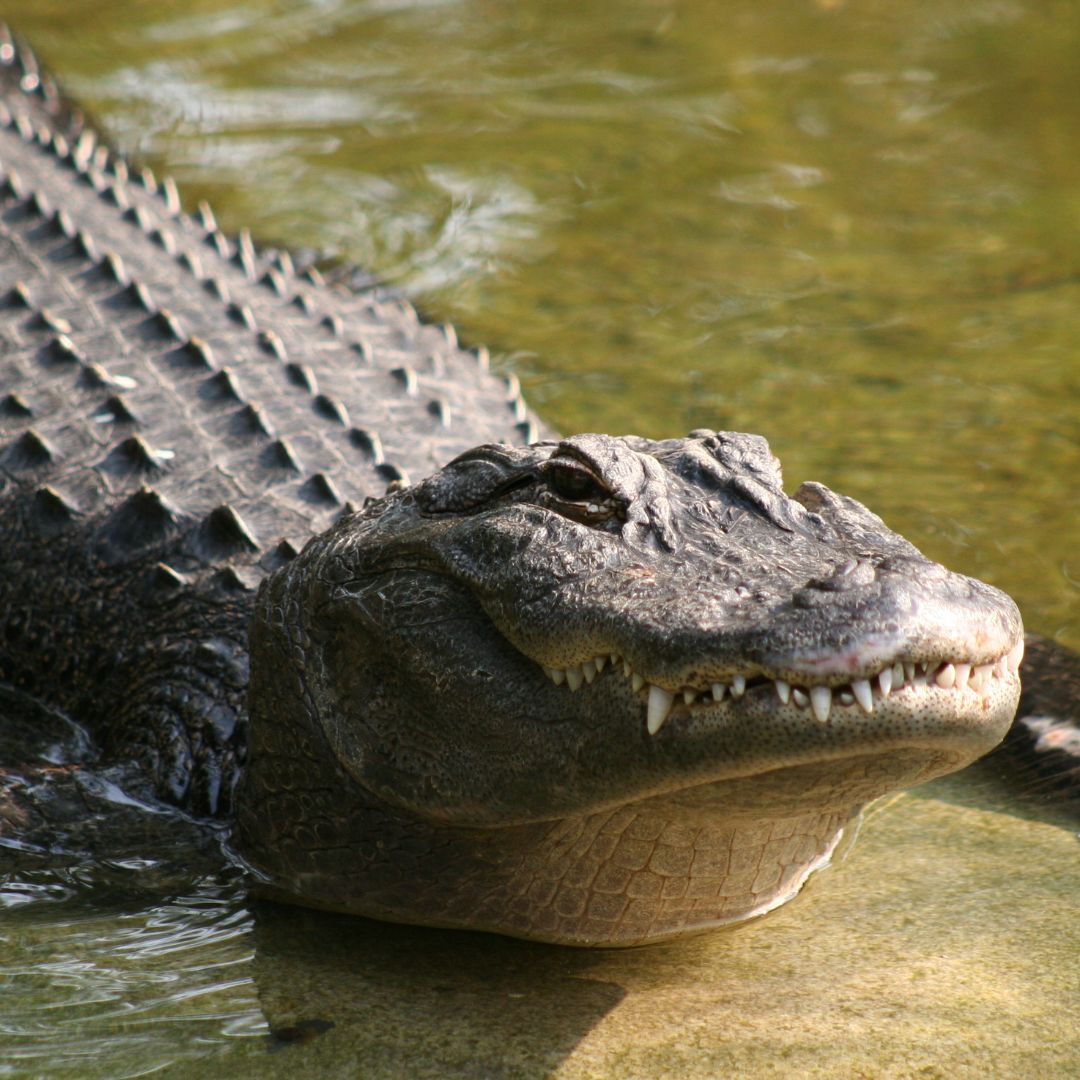 Alligator On The Loose in Bossier Closes Field of Dreams