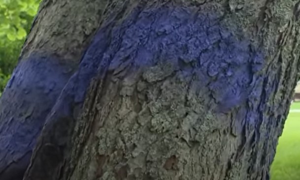 Turn Around If You Find Purple Paint in Louisiana Woods