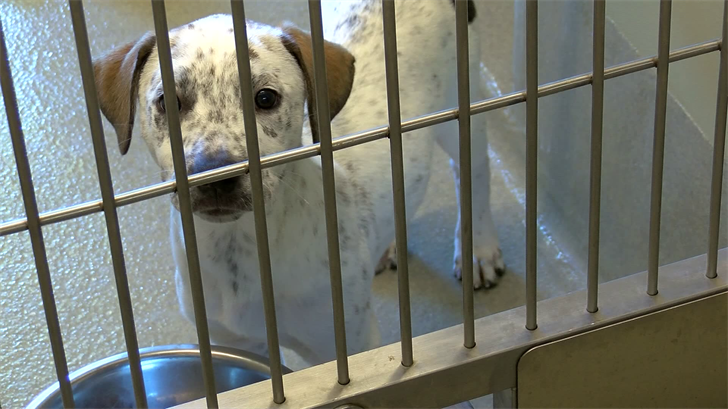 It’s National Adopt A Shelter Dog Month