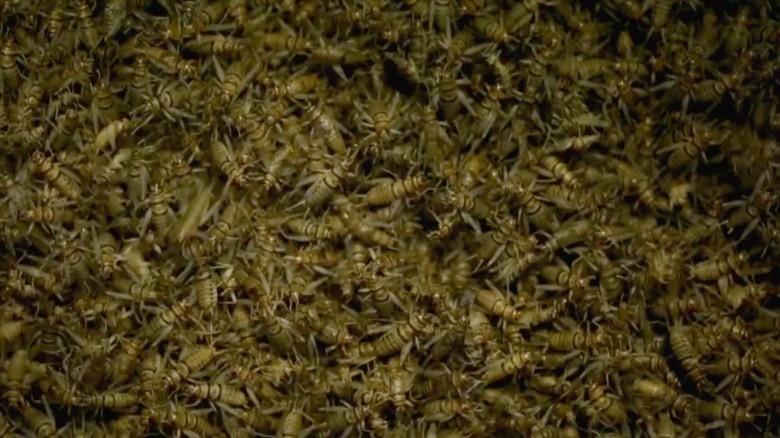 Bugging out: America’s first edible cricket farm