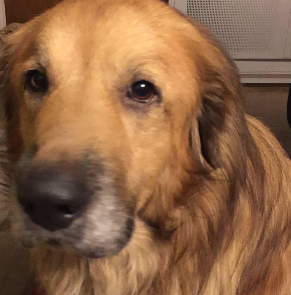 Young County Humane Society Just Weeks From Closing Doors