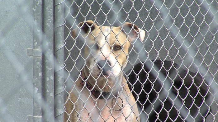 Iowa Park Animal Shelter Talks Resurface