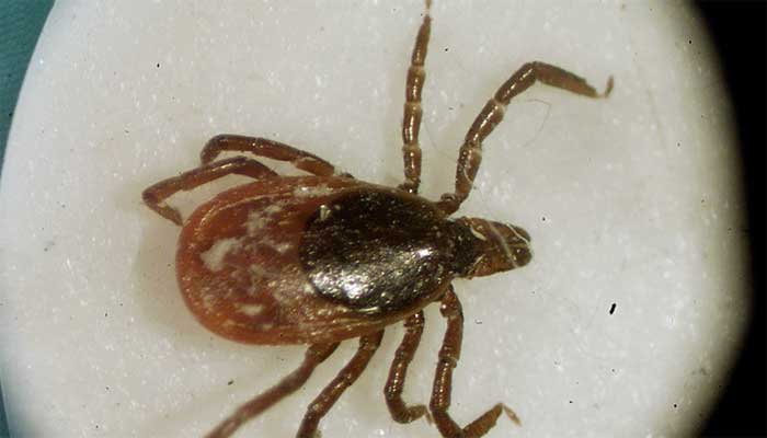 West Nile, Lyme Disease Flare-Ups Depend On Weather