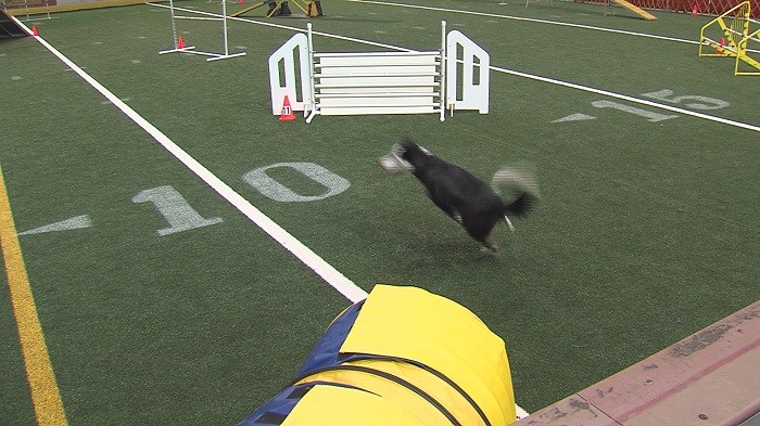 Dog Agility Trials