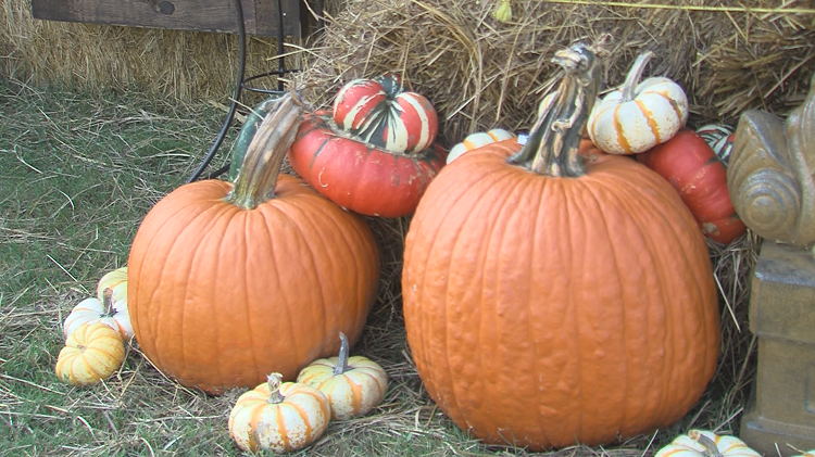 Fall Pumpkin Season In Full Swing