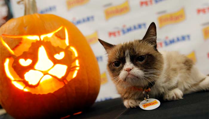 Halloween Can Be A Spooky Time For Pets