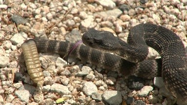 WF Animal Services: Beware Of Rattlesnakes