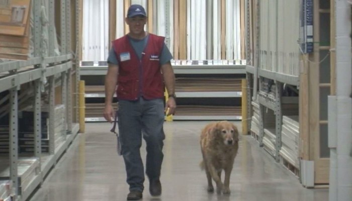 Veteran On The Job With Service Dog