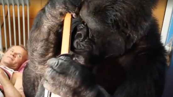 See Flea Jam Out With Koko The Gorilla