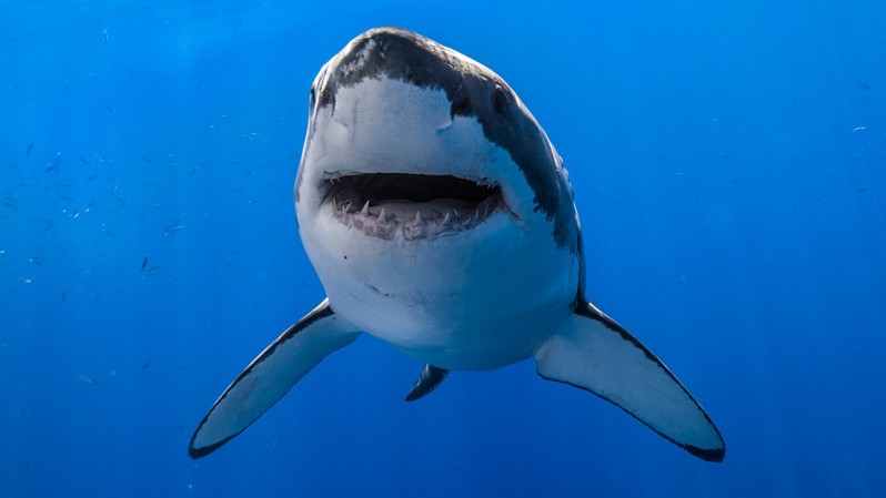 Scientists Claim Sharks Love Heavy Metal