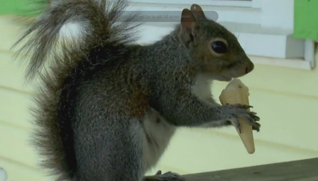 WATCH – SQUIRREL EATING TINY ICE CREAM CONE