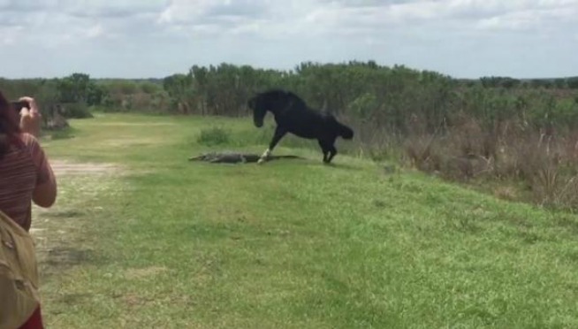 VIDEO: Wild Horse vs Alligator …of course, it’s Florida