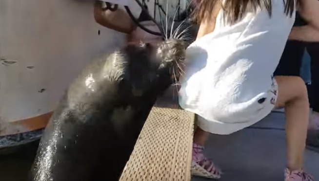 Watch Sea Lion Pull Little Girl into Water ( Rescued )