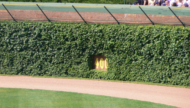 Cubs Selling 2,016 Leaves From Wrigley Field Ivy