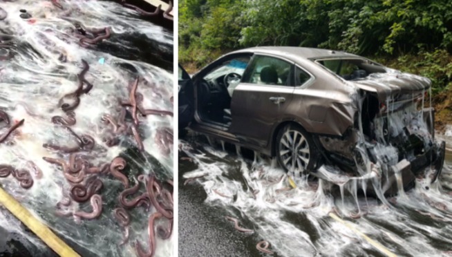 Gross Slime Eels spill out in the most disgusting traffic jam